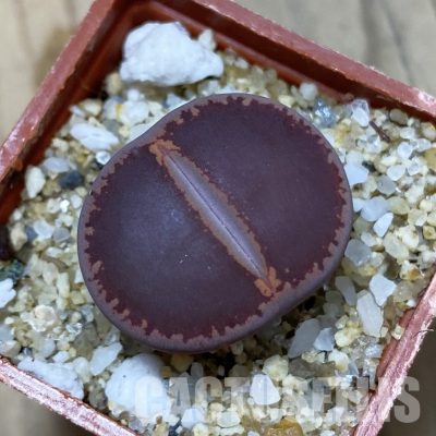 SH35098 Lithops aucampiae 'Ko'