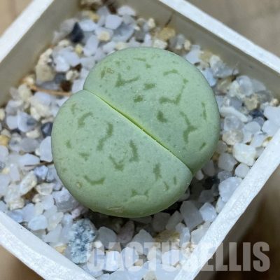 SH35099 Dinteranthus vanzylii 'Emerald'
