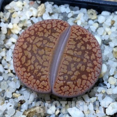 SH35018 Lithops aucampiae v. koelemanii C016