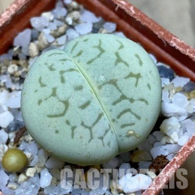 SH35100 Dinteranthus vanzylii 'Emerald'