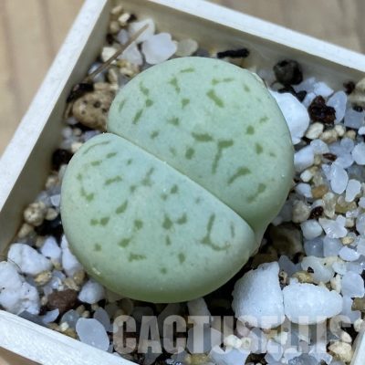 SH35101 Dinteranthus vanzylii 'Emerald'