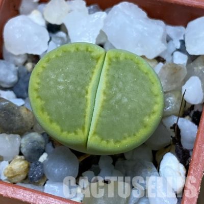 SH35102 Lithops hallii 'Yellow Biscuit' select form