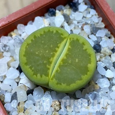 SH35104 Lithops hallii 'Yellow Biscuit' select form