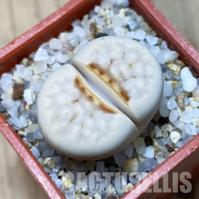 SH35105 Lithops julii 'Hot Lips'