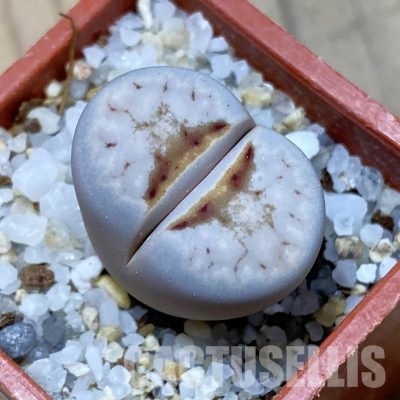 SH35106 Lithops julii 'Hot Lips'