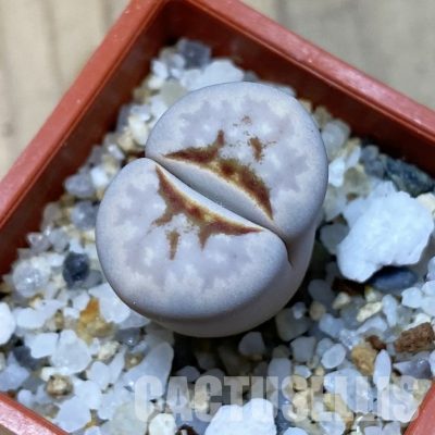 SH35107 Lithops julii 'Hot Lips'
