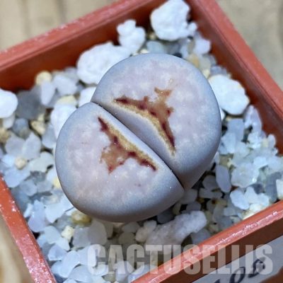SH35108 Lithops julii 'Hot Lips'
