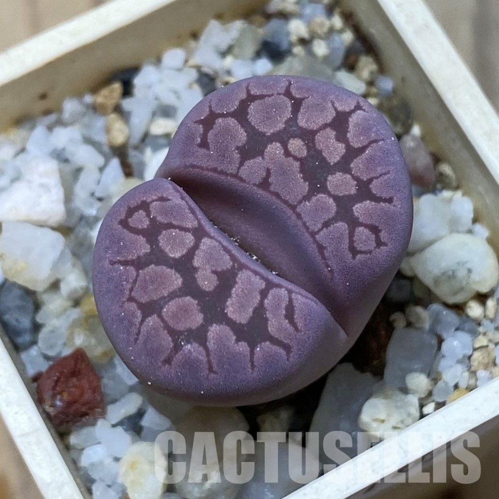 SH35109 Lithops otzeniana 'Cesky Granat'