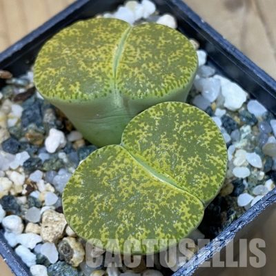 SH35019 Lithops lesliei v. albinica C036A