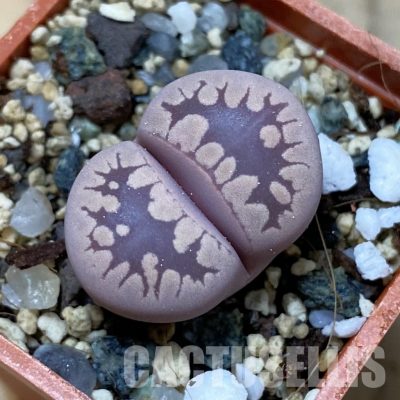 SH35110 Lithops otzeniana 'Cesky Granat'