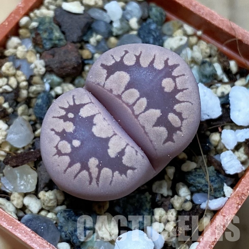 SH35110 Lithops otzeniana 'Cesky Granat'
