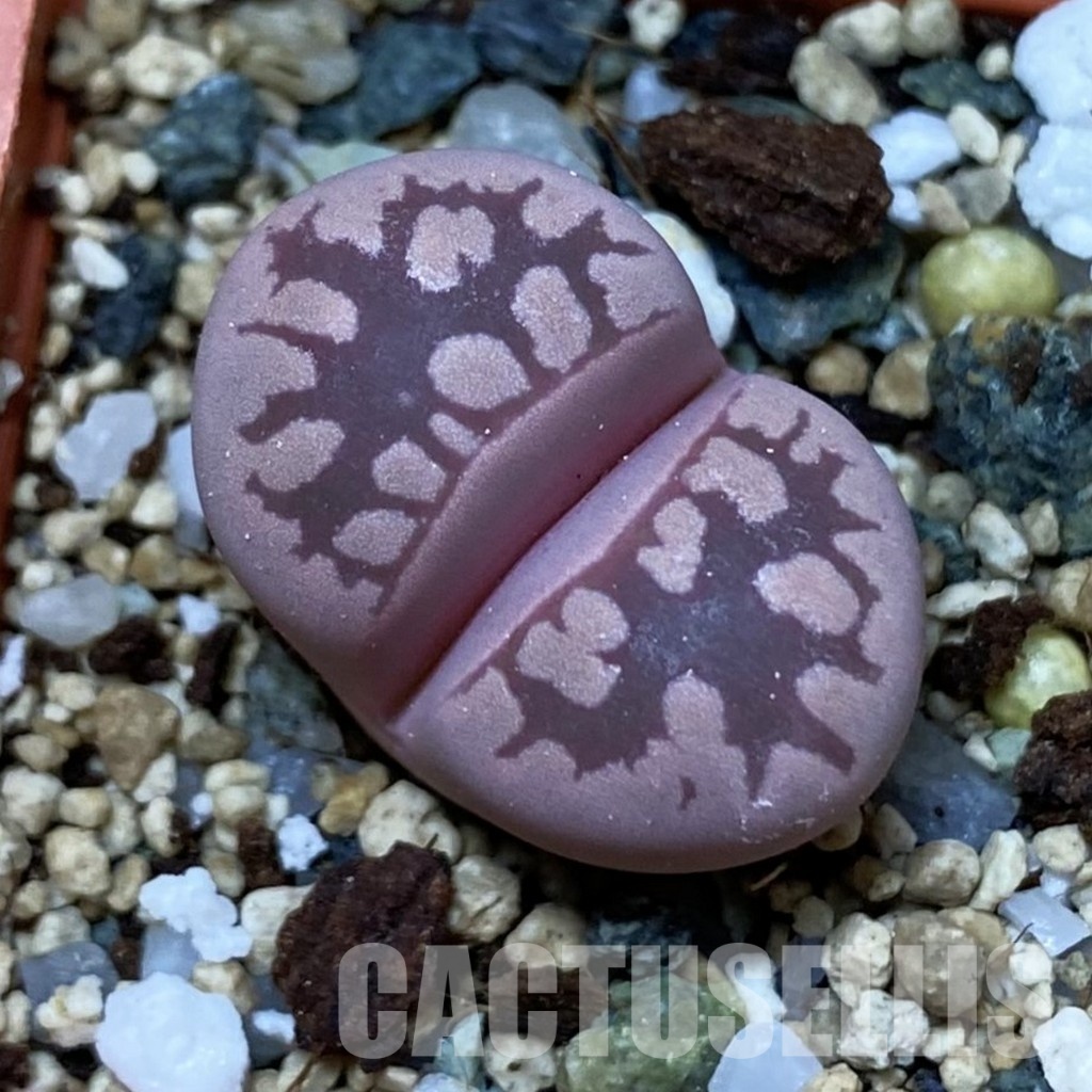 SH35111 Lithops otzeniana 'Cesky Granat'