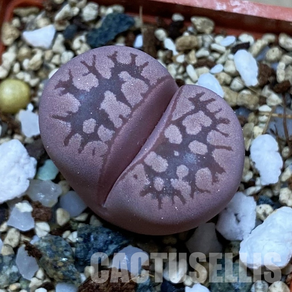 SH35112 Lithops otzeniana 'Cesky Granat'
