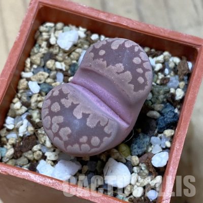 SH35113 Lithops otzeniana 'Cesky Granat'