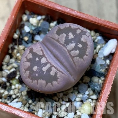 SH35114 Lithops otzeniana 'Cesky Granat'