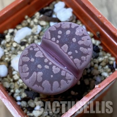 SH35115 Lithops otzeniana 'Cesky Granat'