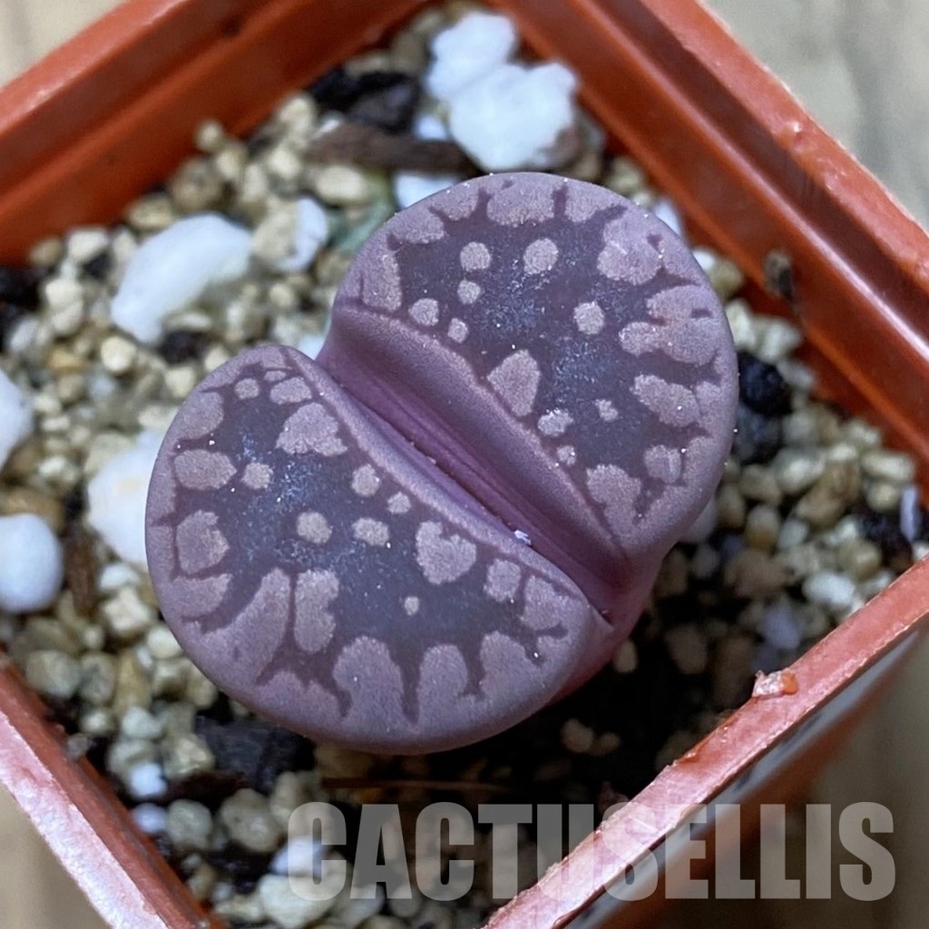 SH35115 Lithops otzeniana 'Cesky Granat'