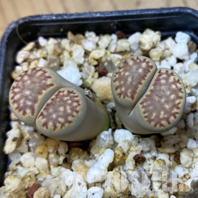 SH35021 Lithops julii ‘Kikushogiyoku’ hybrid