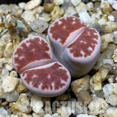 SH35022 Lithops karasmontana ‘Top Red’