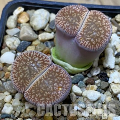 SH35023 Lithops aucampiae v. euniceae
