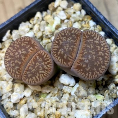SH35024 Lithops aucampiae v. euniceae