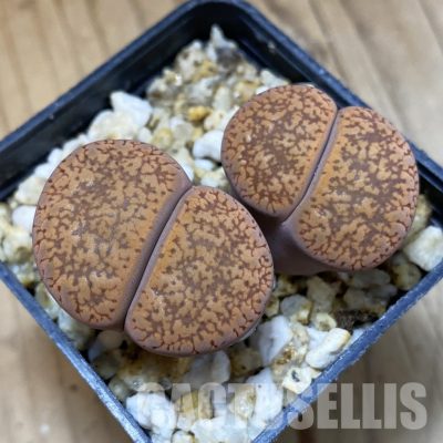 SH35025 Lithops aucampiae v. koelemanii