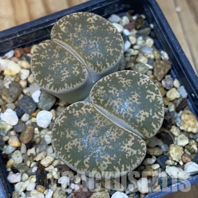 SH35026 Lithops lesliei