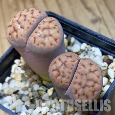 SH35027 Lithops schwantesii