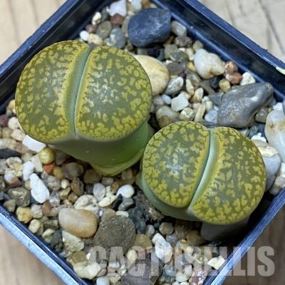 SH35028 Lithops aucampiae 'Jackson's Jade' C395