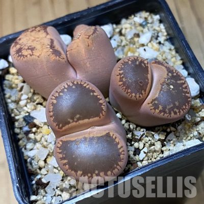 SH35029 Lithops aucampiae f. monstrosa