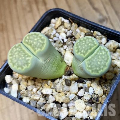 SH35030 Lithops julii v. fulleri ‘Fuller Green’