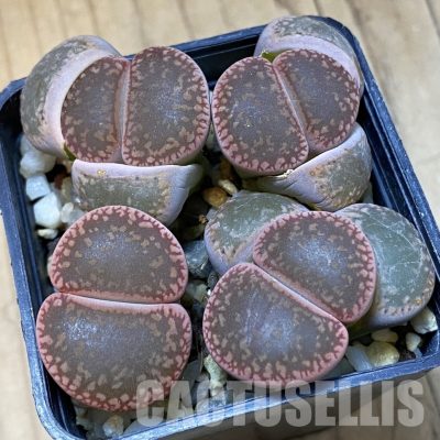 SH35031 Lithops aucampiae 'Rubrobrunneus', 10 years old