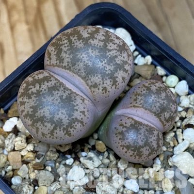 SH35032 Lithops coleorum
