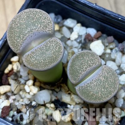 SH35033 Lithops terricolor C134