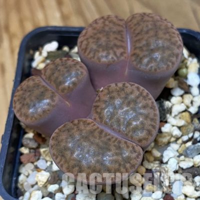 SH35034 Lithops bromfieldii, 8 years old