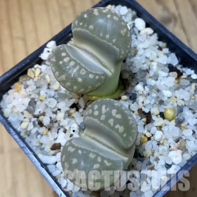 SH35035 Lithops otzeniana