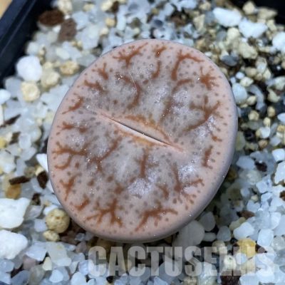 SH35036 Lithops pseudotruncatella v. elisabethae