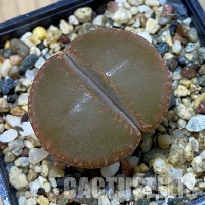 SH35037 Lithops aucampiae