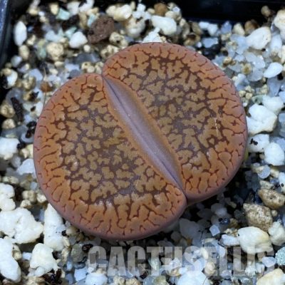 SH35038 Lithops aucampiae v. koelemanii C016