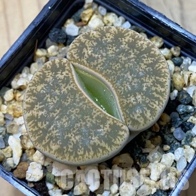 SH35039 Lithops ‘Albinigold’ x stousthrowth