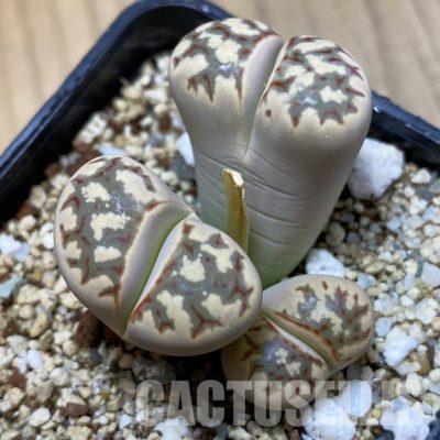 SH35013 Lithops dorotheae