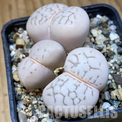 SH35042 Dinteranthus vanzylii