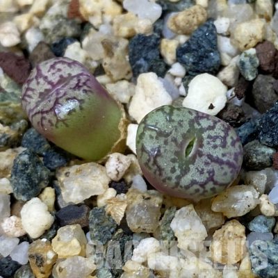SH35043 Conophytum obcordellum