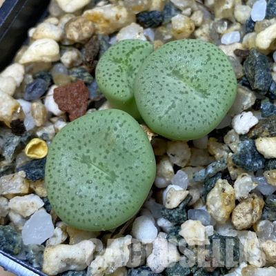 SH35044 Conophytum obcordellum