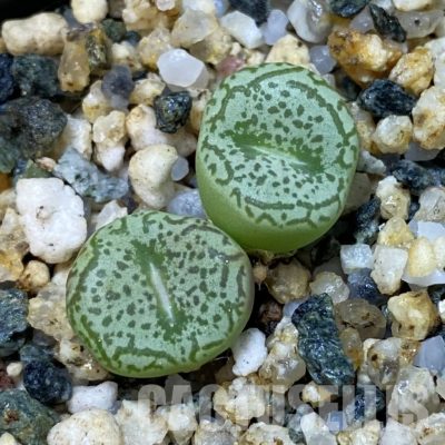 SH35045 Conophytum obcordellum
