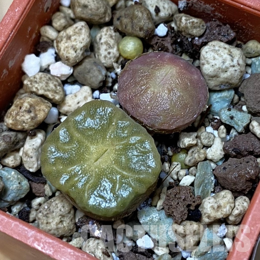 SH35046 Conophytum angelicae ssp. tetragonum