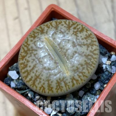 SH35047 Lithops pseudotruncatella v. alpina