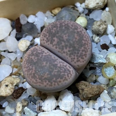 SH35048 Lithops terricolor