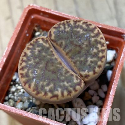 SH35049 Lithops bromfieldii v. insularis