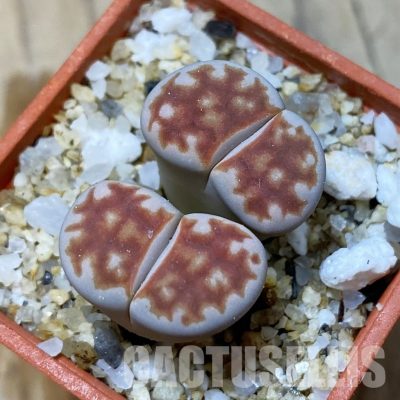 SH35050 Lithops karasmontana ‘Top Red’